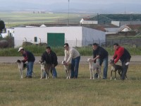 Galgos