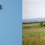 Aves
