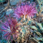 Centaurea