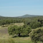 dehesa